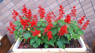 20200628_170341.jpg