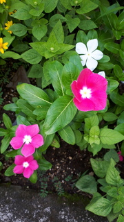 20200905_151000 (2).jpg