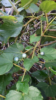 20200916_115724.jpg